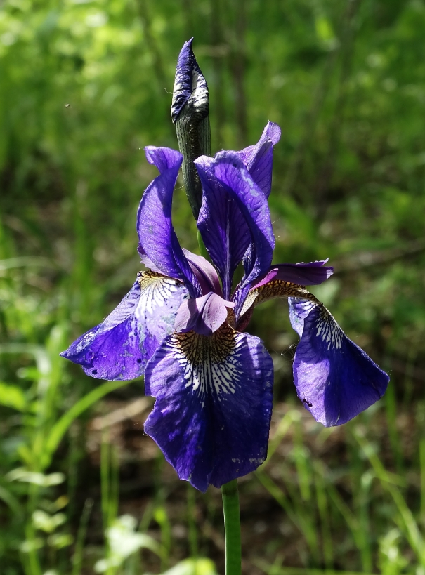 Изображение особи Iris sanguinea.