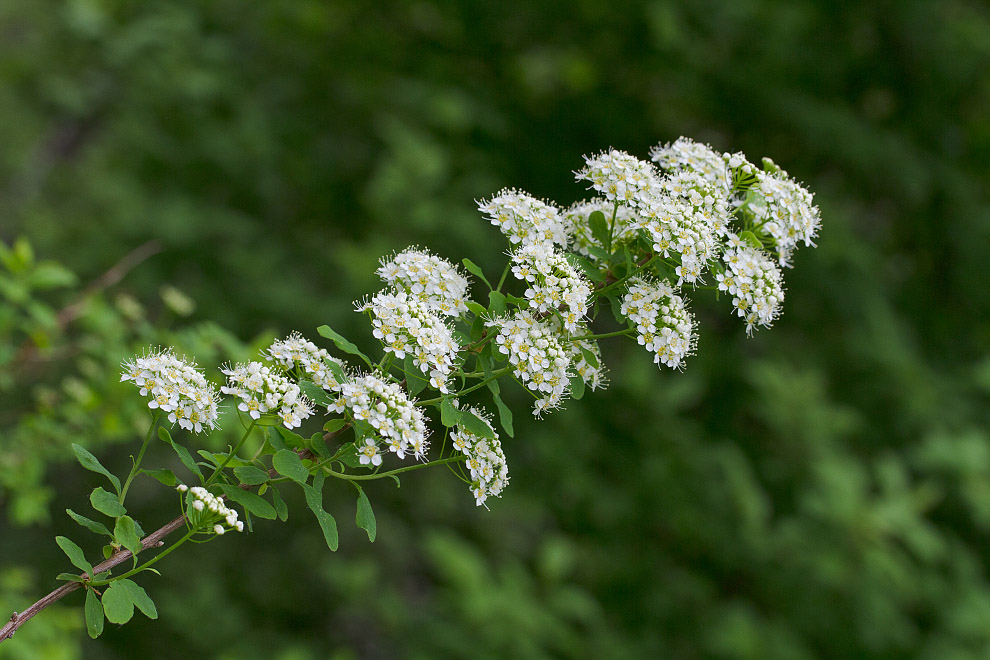 Изображение особи Spiraea media.