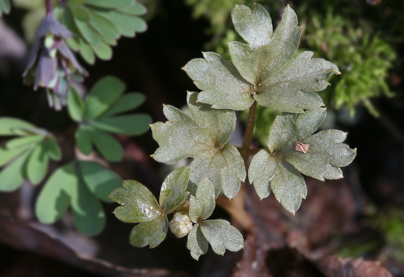 Изображение особи Adoxa moschatellina.