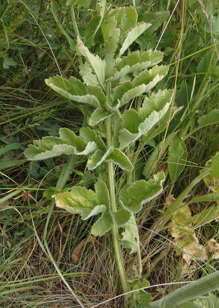 Изображение особи Pastinaca clausii.