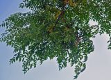 Melia azedarach. Ветвь плодоносящего дерева. Абхазия, Гудаутский р-н, Новый Афон, в культуре. 18.07.2017.