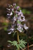 Corydalis solida