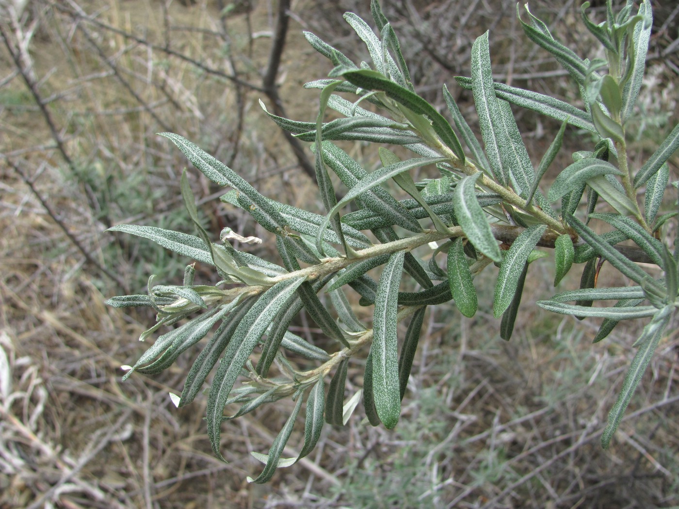 Изображение особи Hippophae rhamnoides.