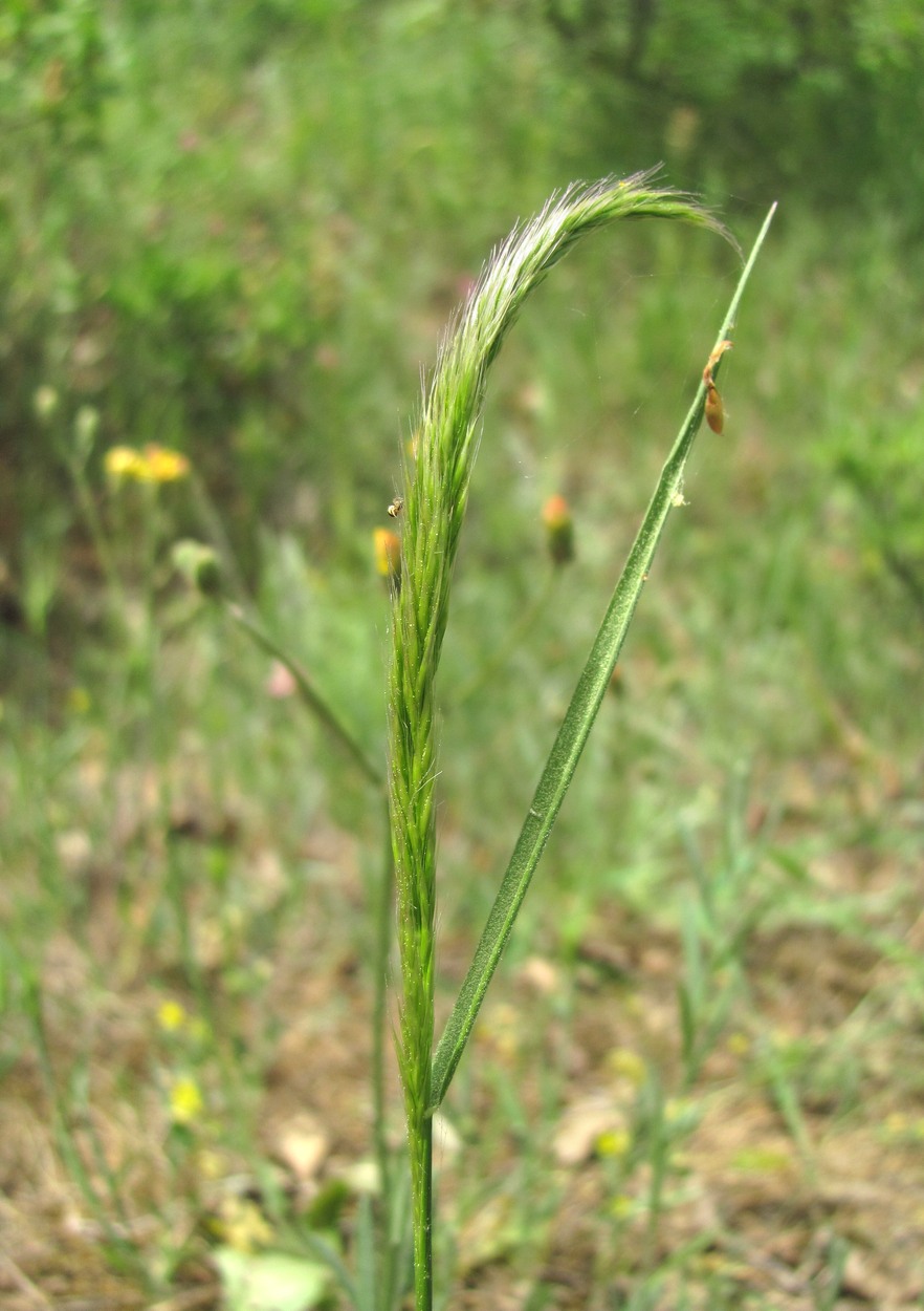 Изображение особи семейство Poaceae.