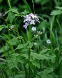 Cardamine macrophylla. Верхушка цветущего растения. Алтай, Катунский хребет, берег оз. Верхнее Мультинское, ≈ 1800 м н.у.м., берег ручья. 01.07.2018.