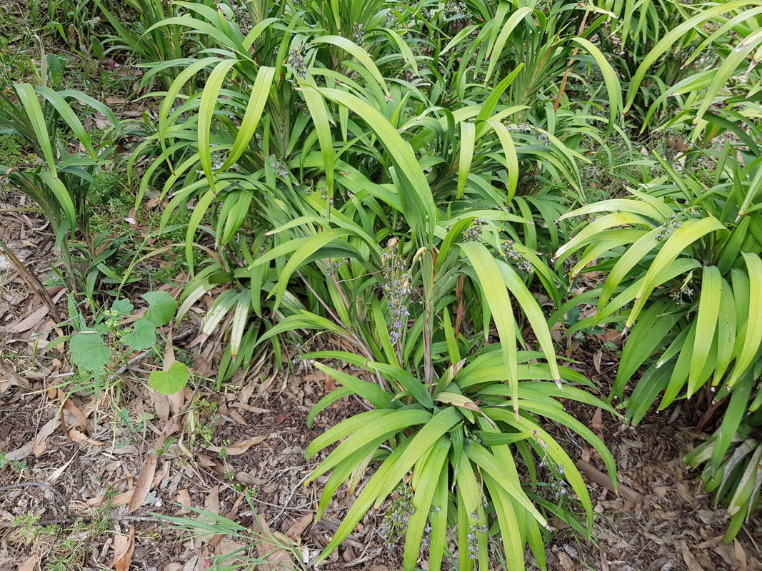 Изображение особи Dianella caerulea.