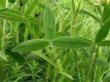 Trifolium pannonicum. Верхняя сторона листа. Украина, Ивано-Франковская обл., Галичский р-н, окр. с. Бовшев, Касова гора, луговой склон. 24 июня 2010 г.