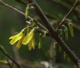 род Forsythia