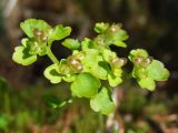 Chrysosplenium tetrandrum. Верхушка цветущего и плодоносящего растения. Магаданская обл., г. Магадан, окр. мкр-на Снежная Долина, приток р. Медвежка (бассейн р. Дукча), на моховине у ручья. 18.06.2017.