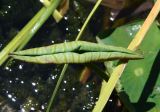 Nelumbo nucifera