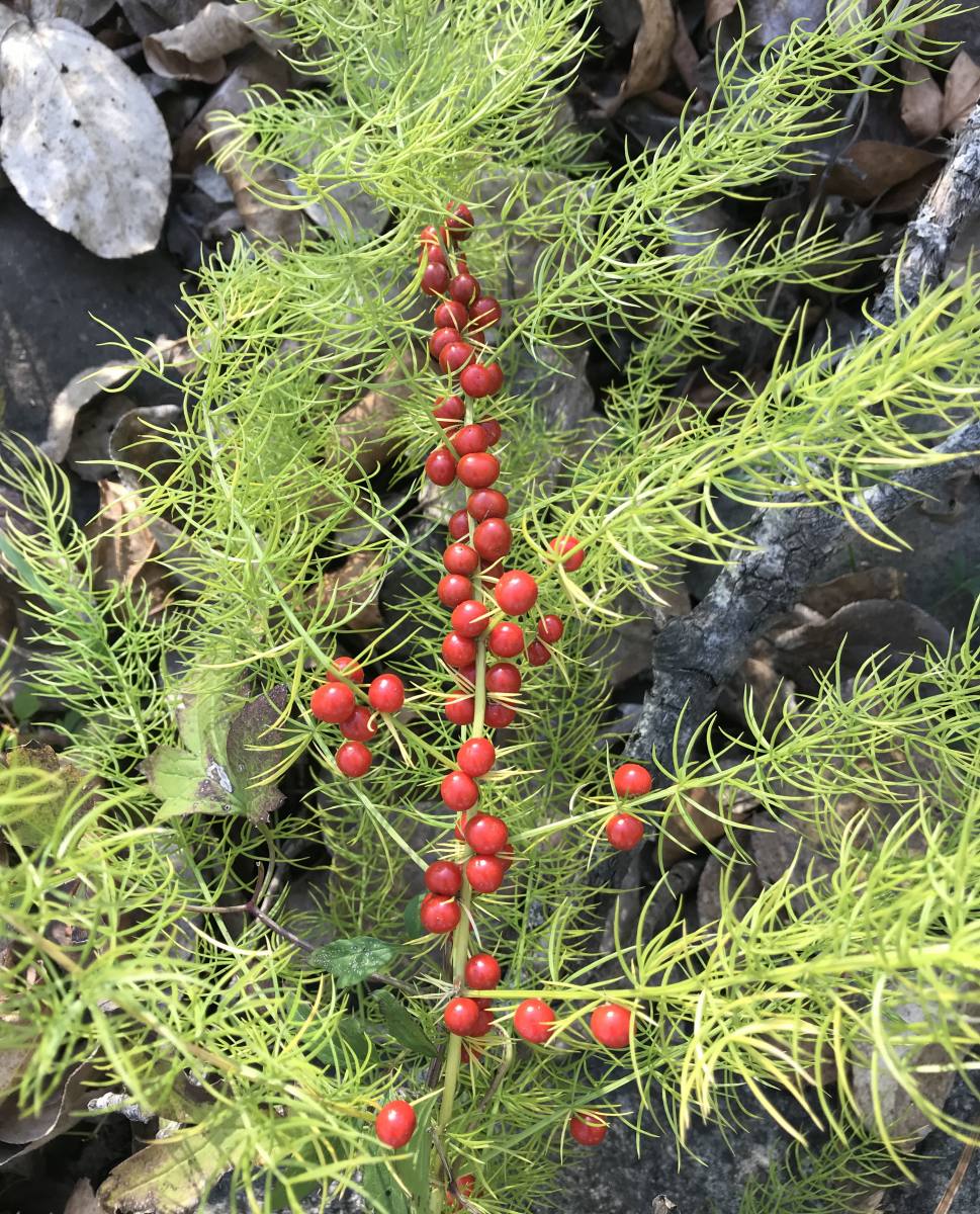 Изображение особи Asparagus schoberioides.