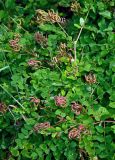 Astragalus glycyphyllos