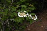 Viburnum opulus