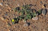 Tribulus terrestris