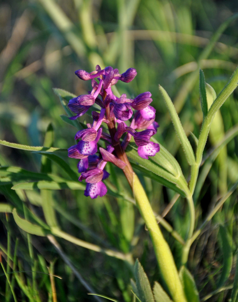 Изображение особи Anacamptis morio ssp. caucasica.