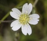 genus Cerastium. Цветок. Кабардино-Балкария, Зольский р-н, левый борт долины р. Малка напротив ур. Джилы-су, ок. 2400 м н.у.м., щебнистый склон с выходами скал. 13.07.2022.