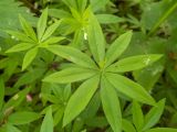 Galium odoratum. Верхушка побега. Тверская обл., Кимрский р-н, склон лесистой части дамбы Иваньковского вдхр. 08.06.2022.