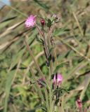 Epilobium hirsutum