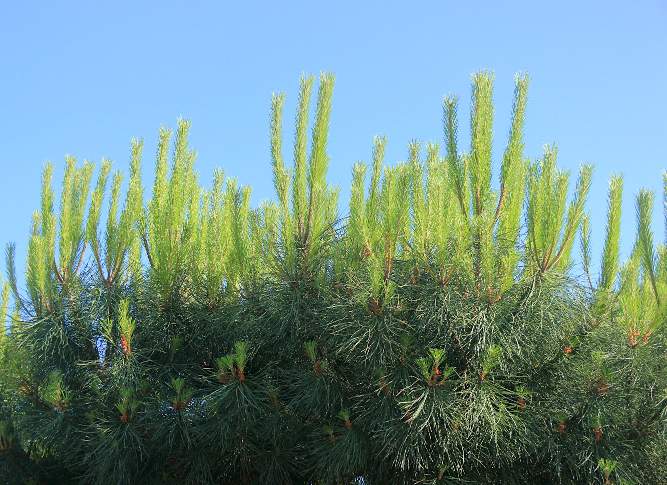 Изображение особи Pinus pinea.