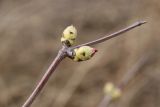 род Sambucus