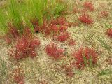 Drosera intermedia. Растения с распускающимися цветками на фоне подсохшего сфагнума. Нидерланды, провинция Drenthe, Brunsting, заказник Brunstinger plassen. 25 июля 2008 г.