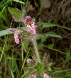 Stachys alpina