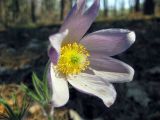 Pulsatilla patens. Цветок. Киев, заказник \"Лесники\", сосновый лес на боровой террасе. 25 апреля 2011 г.