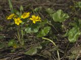 Caltha palustris