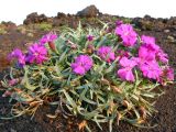 Dianthus repens