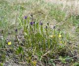 Polygala comosa