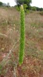 Phleum montanum