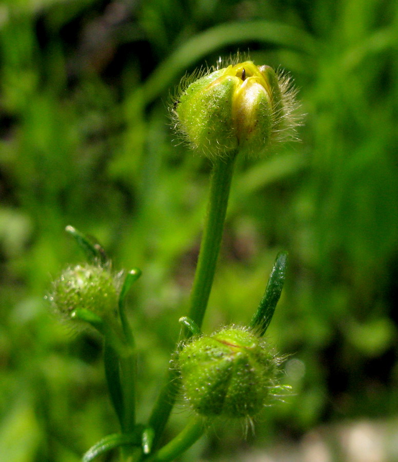 Изображение особи Ranunculus submarginatus.