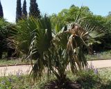 Sabal palmetto