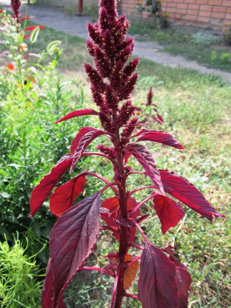 Изображение особи Amaranthus hypochondriacus.