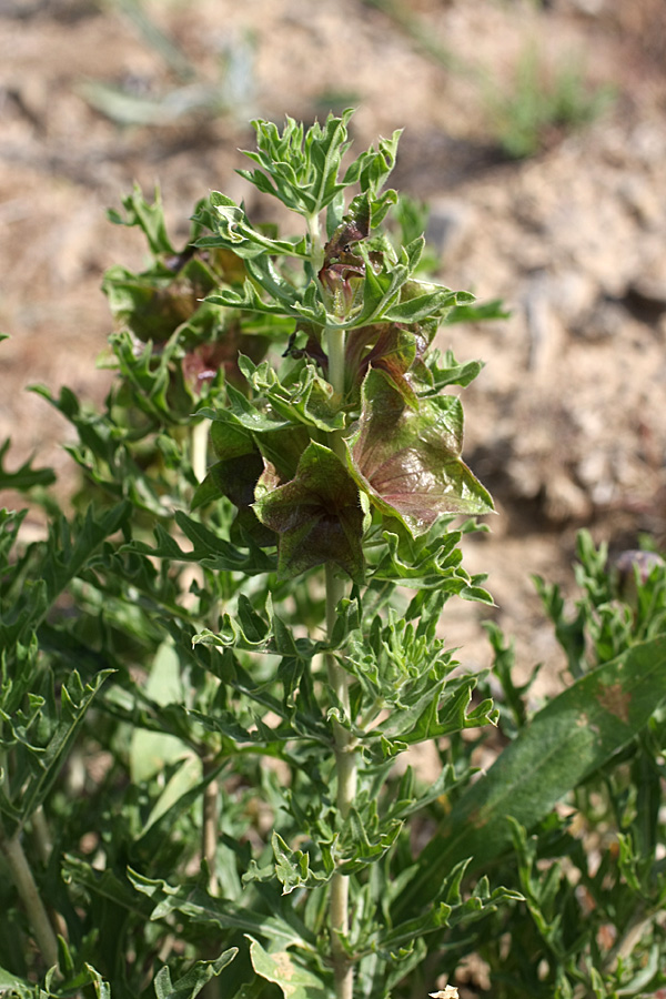 Изображение особи Lagochilus platycalyx.