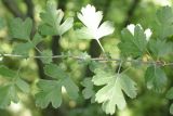 Crataegus pentagyna