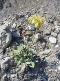 Centaurea salonitana