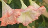 Brugmansia suaveolens. Цветки. Черноморское побережье Кавказа, Геленджикский р-н, с. Кабардинка, Старый парк, в культуре. 10 ноября 2013 г.