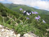 Linum nervosum. Цветущее растение. Краснодарский край, г. Новороссийск, мыс Шесхарис, можжевеловое редколесье. 03.05.2014.