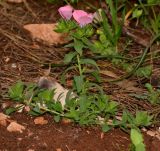 Linum pubescens. Цветущее растение в составе средиземноморской баты на срезанной верхушке горы. Израиль, Нижняя Галилея, г. Верхний Назарет.25.03.2014.