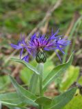 Centaurea nigrofimbria