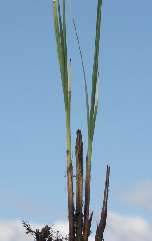 Изображение особи Carex hartmaniorum.