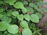 Viburnum furcatum