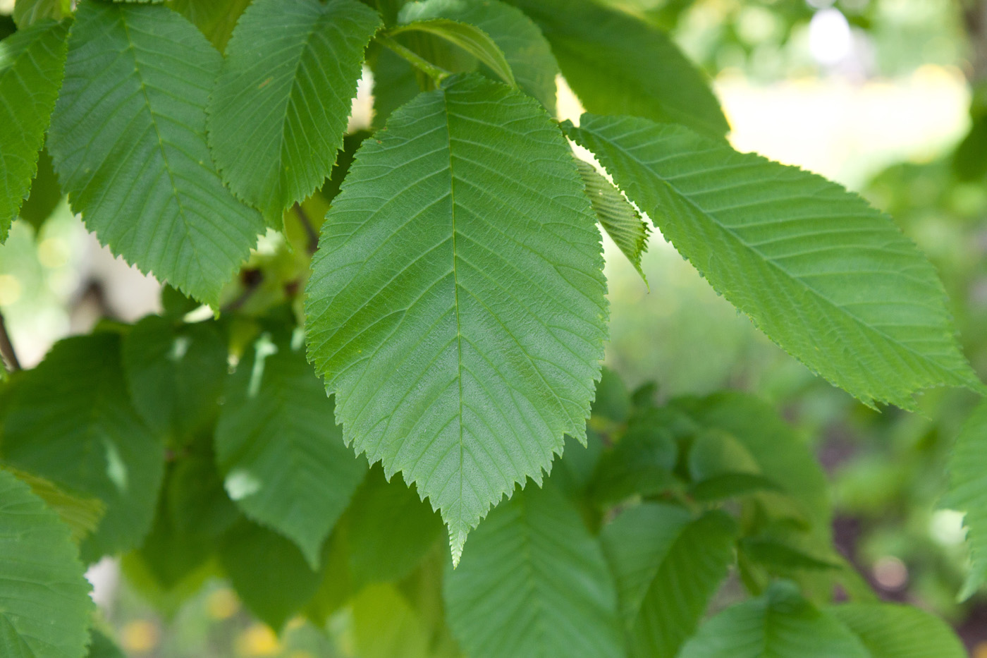 Изображение особи Ulmus glabra.