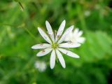 Stellaria graminea. Цветок. Ленинградская обл., г. Волхов, правый берег, южная окр. р-н Торфопоселка. 14.06.2010.