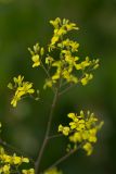 род Sisymbrium