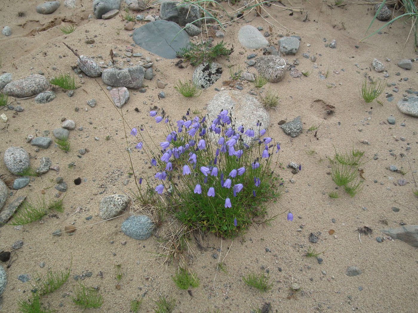 Изображение особи Campanula rotundifolia.