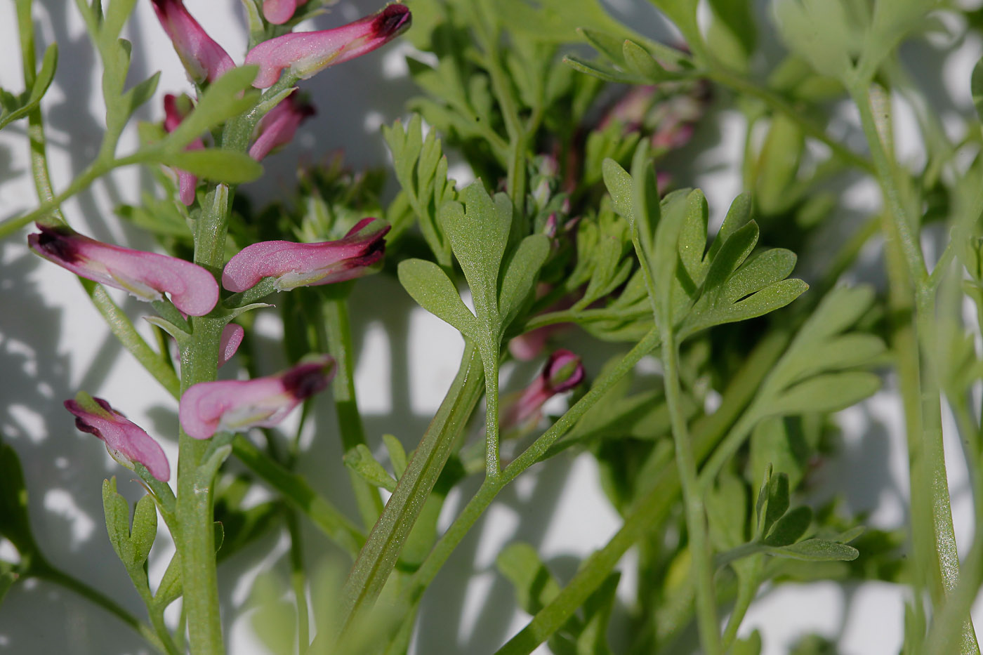 Изображение особи Fumaria officinalis.