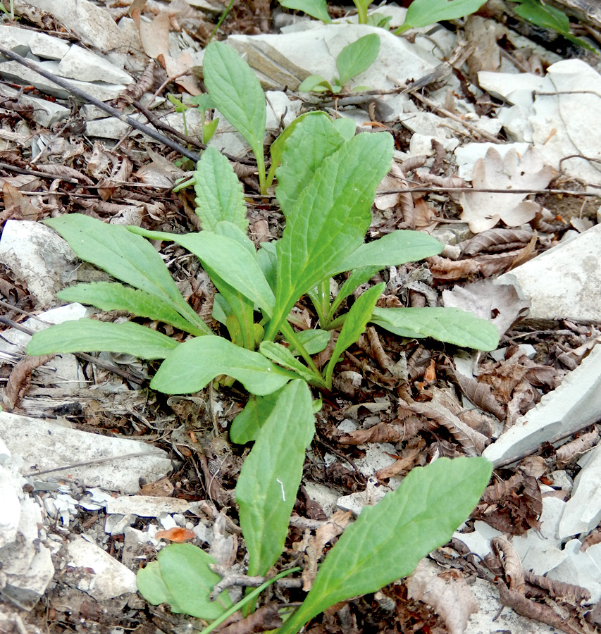 Изображение особи Ajuga genevensis.