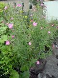 Epilobium villosum